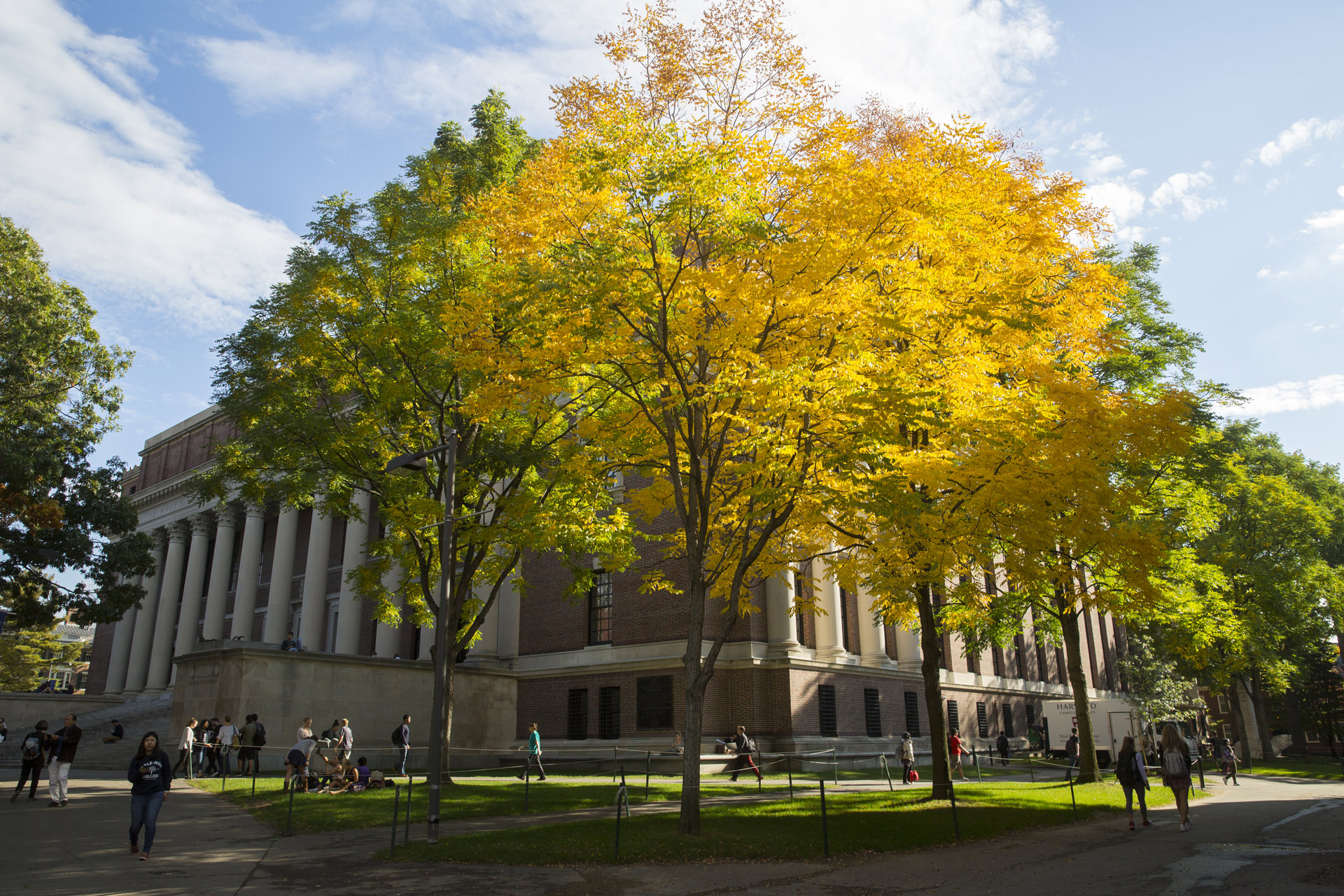 fondo de pantalla de la universidad,árbol,planta leñosa,amarillo,planta,arquitectura