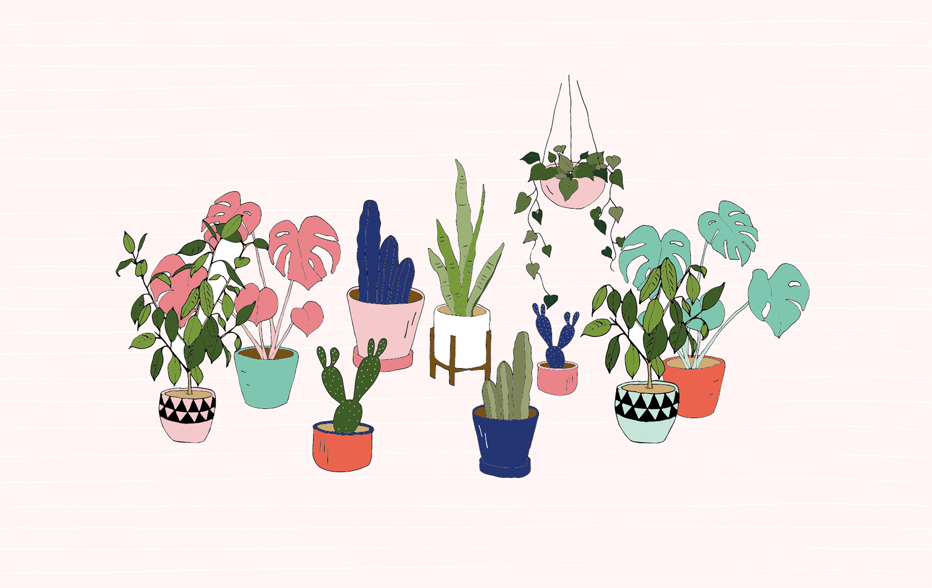plant desktop wallpaper,flowerpot,houseplant,flower,plant,cactus