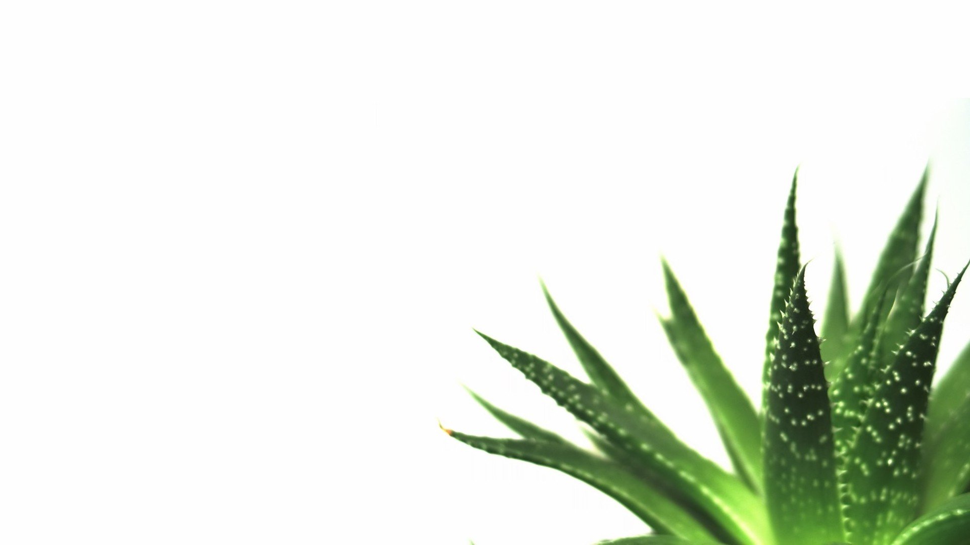 plant desktop wallpaper,pflanze,grün,aloe,blatt,gras