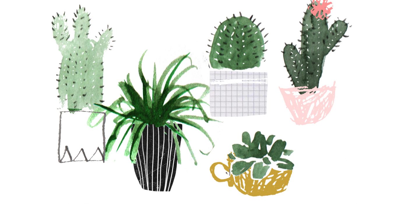 plant desktop wallpaper,cactus,flowerpot,plant,houseplant,botany