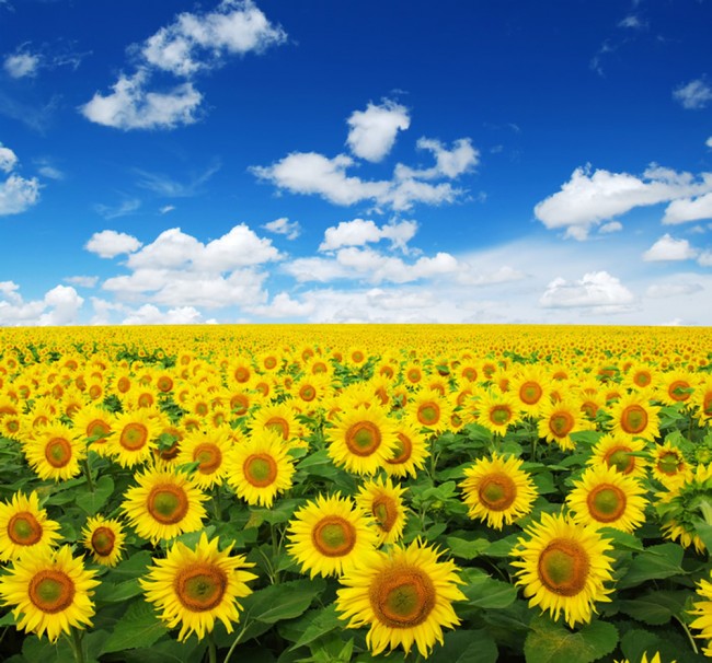 wallpaper florido,sunflower,flower,field,sky,plant
