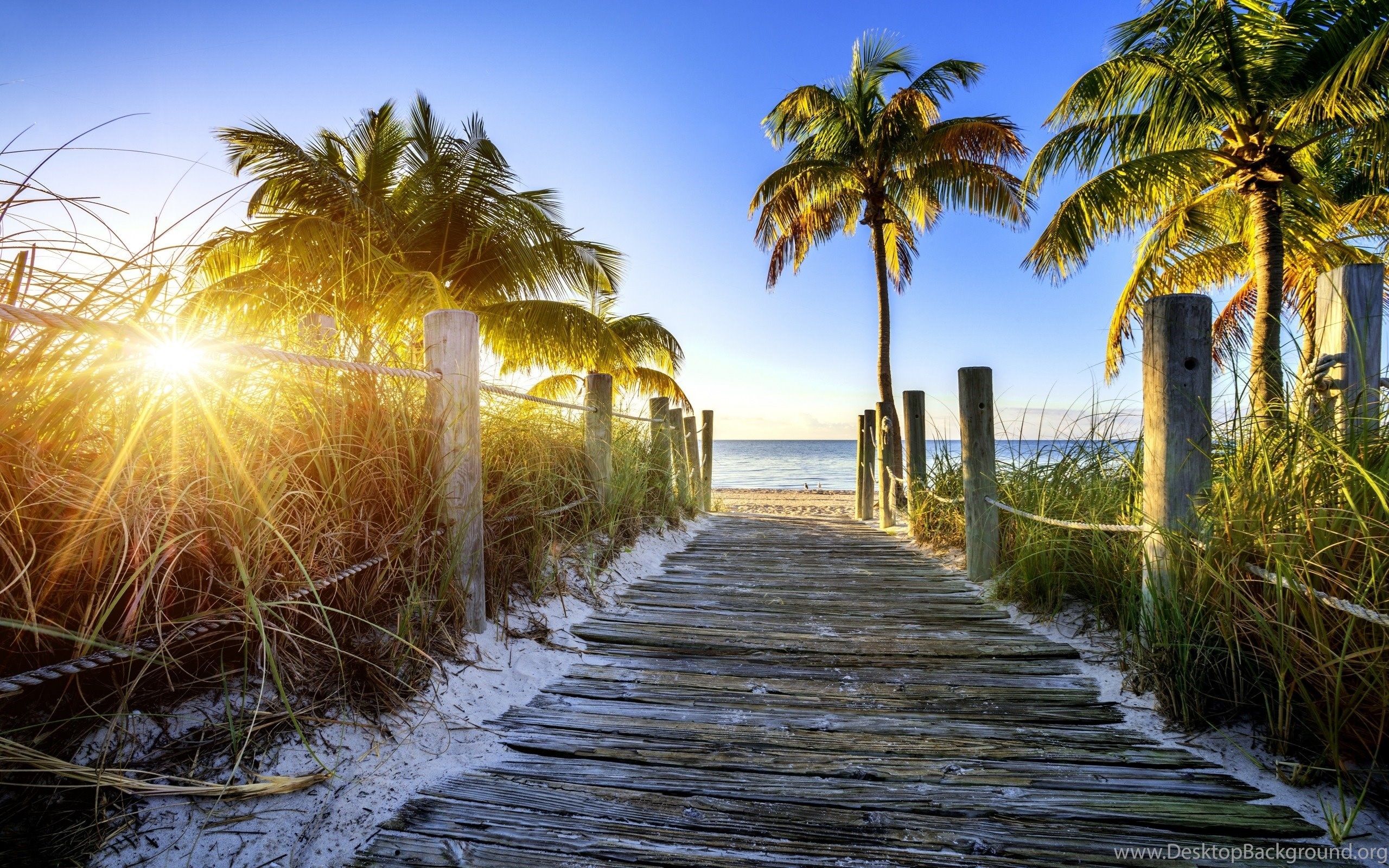 플로리다 배경 hd,자연,하늘,나무,야자수,자연 경관