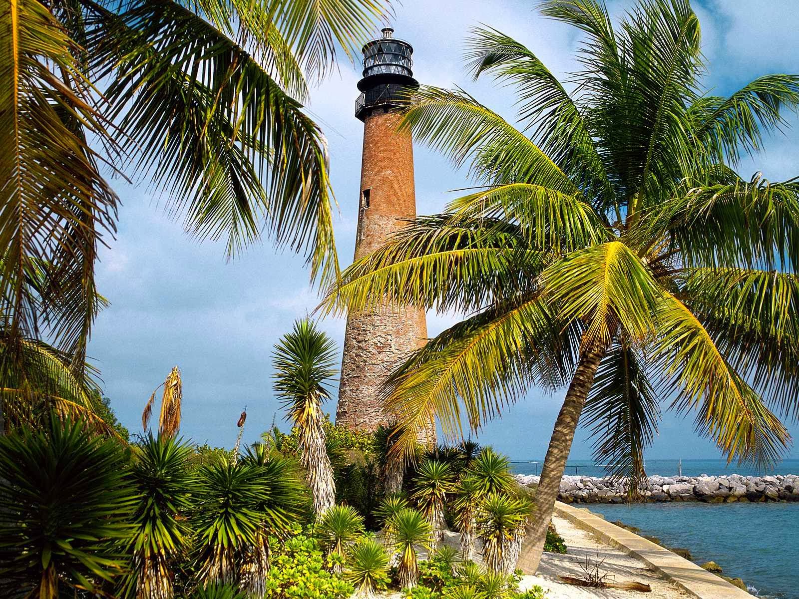 florida wallpaper hd,tree,palm tree,elaeis,arecales,vegetation (#831786 ...