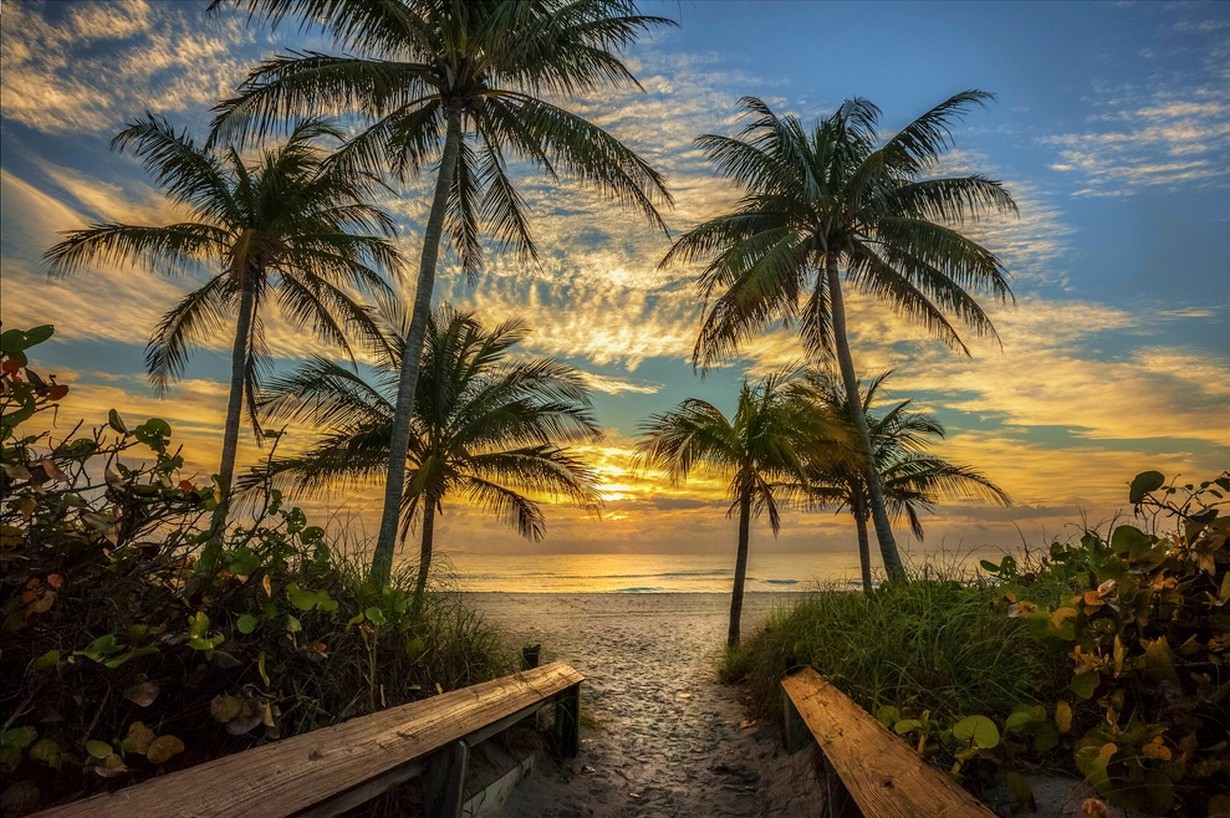 플로리다 배경 hd,하늘,자연,나무,야자수,자연 경관