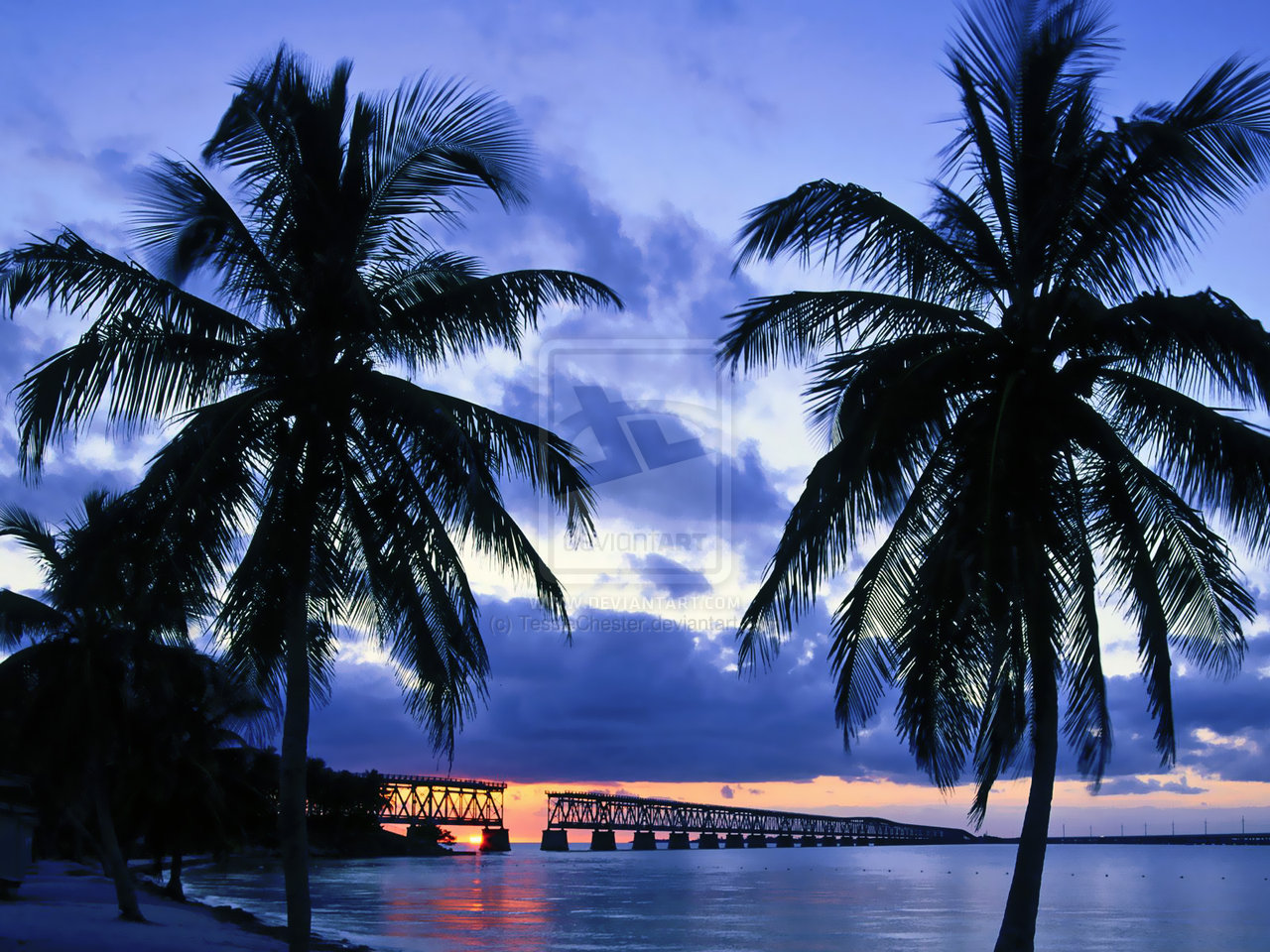 플로리다 배경 hd,하늘,자연,나무,야자수,카리브해