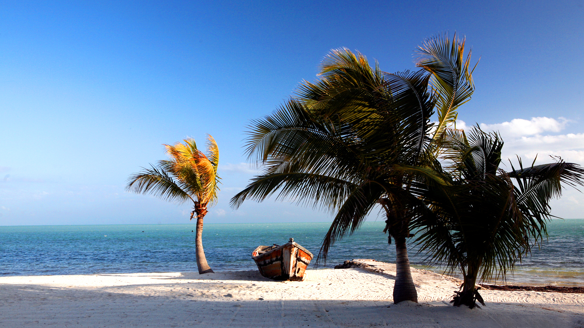 플로리다 배경 hd,나무,야자수,카리브해,바닷가,휴가
