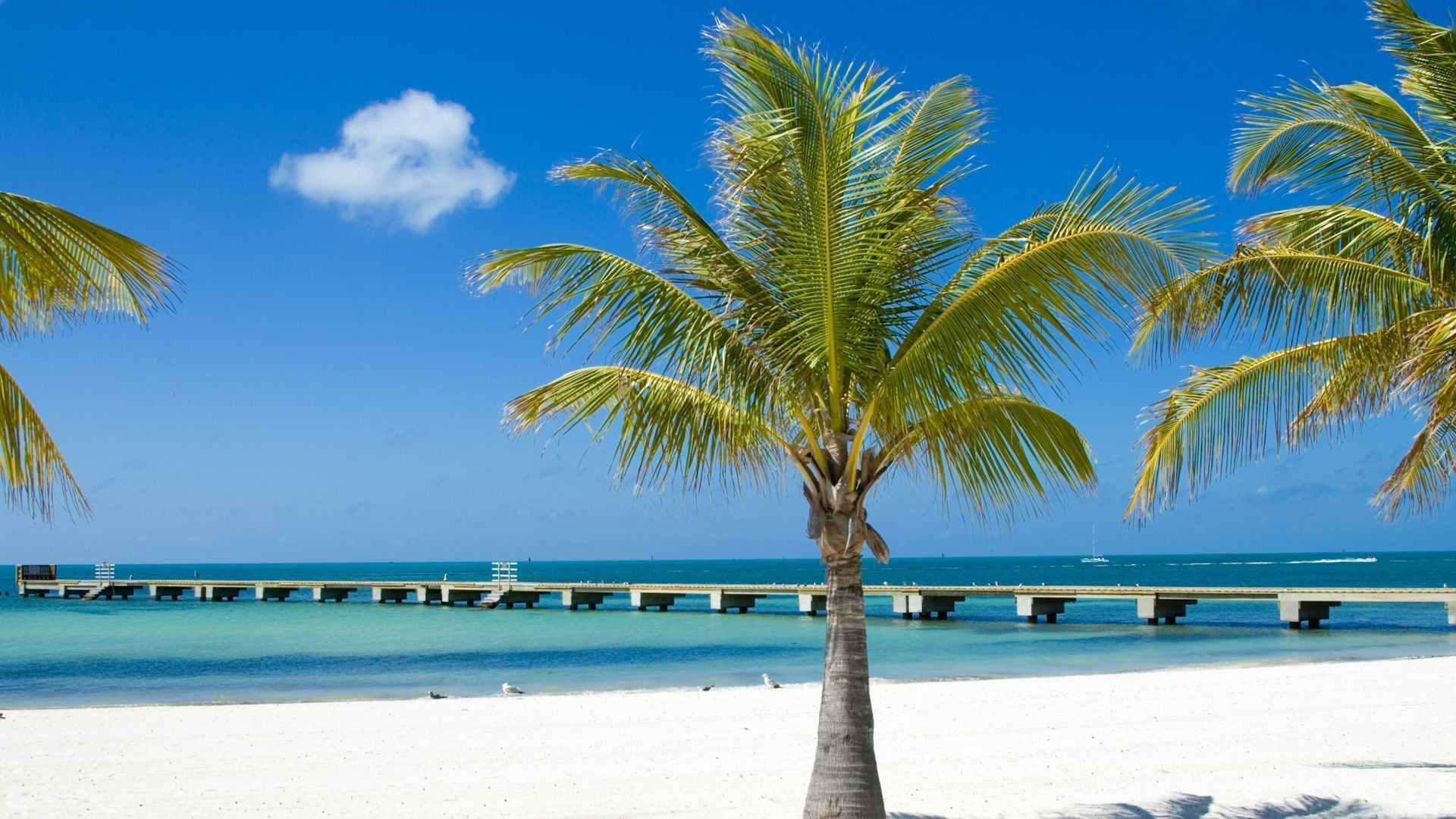 플로리다 배경 hd,나무,야자수,카리브해,휴가,하늘