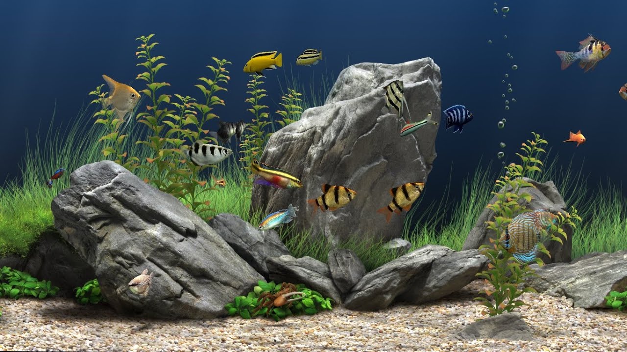 水槽の壁紙のhd 淡水水族館 水族館 魚 金魚 フィーダーフィッシュ Wallpaperuse