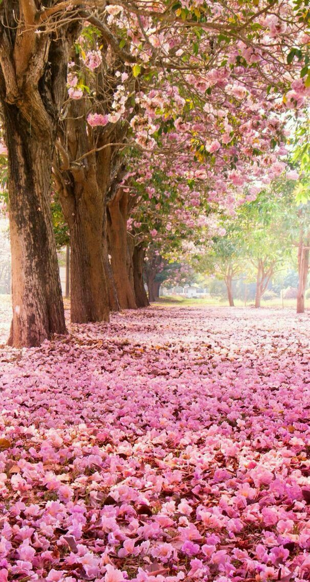마스 벽지,나무,자연,분홍,봄,꽃