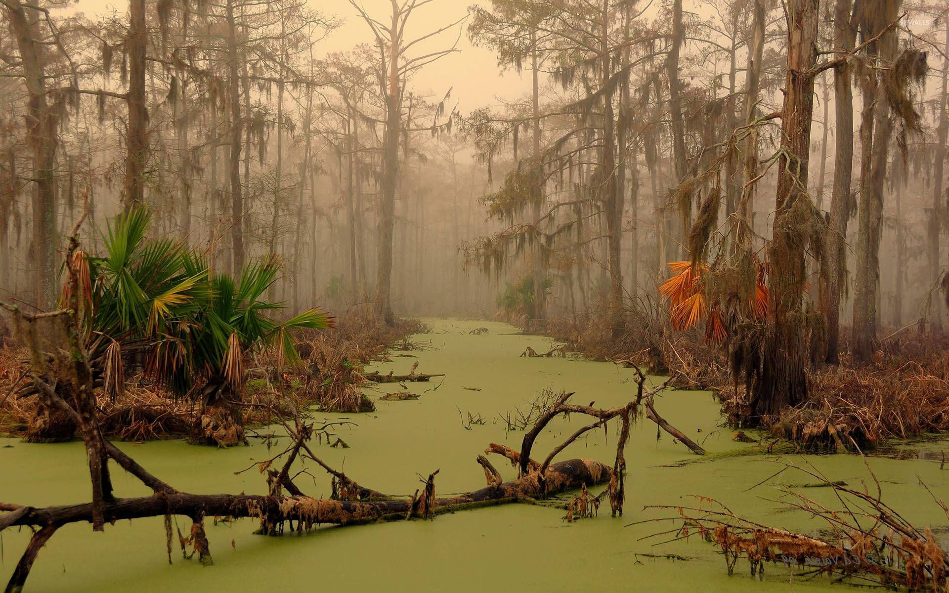 ルイジアナ州の壁紙,自然の風景,自然,沼地,森林,木