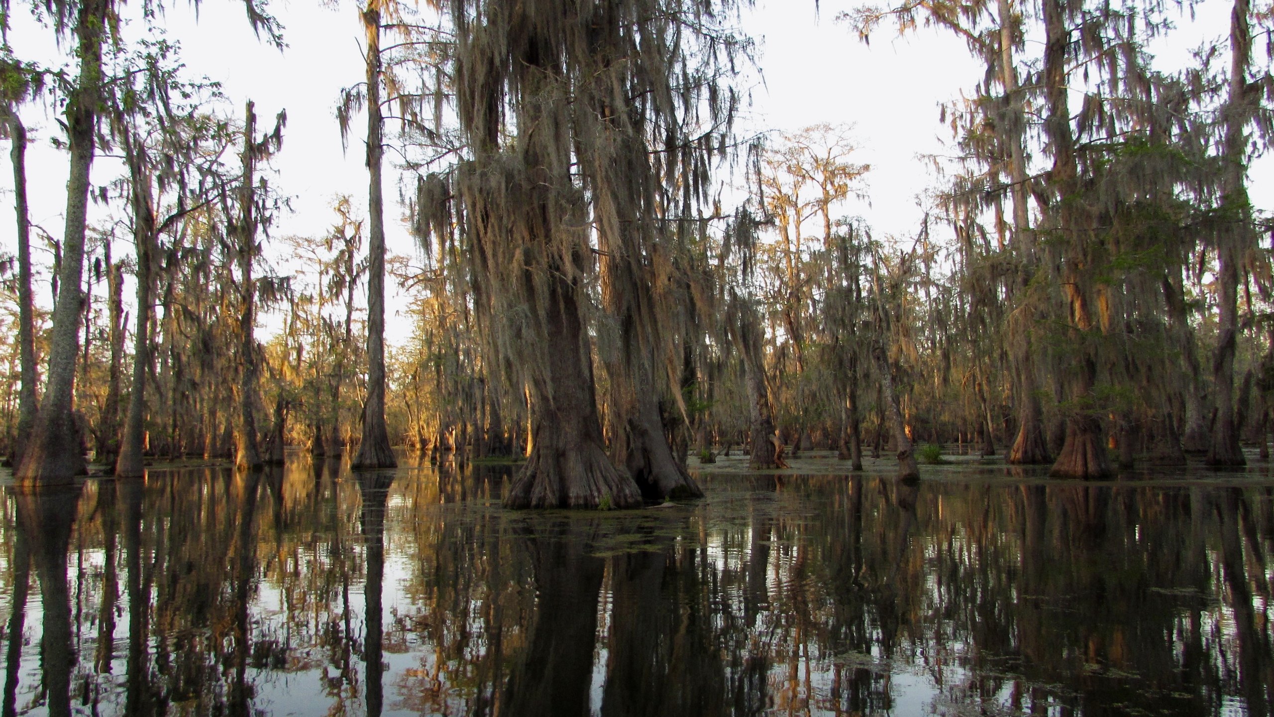 fond d'écran de la louisiane,arbre,marais,la nature,paysage naturel,forêt