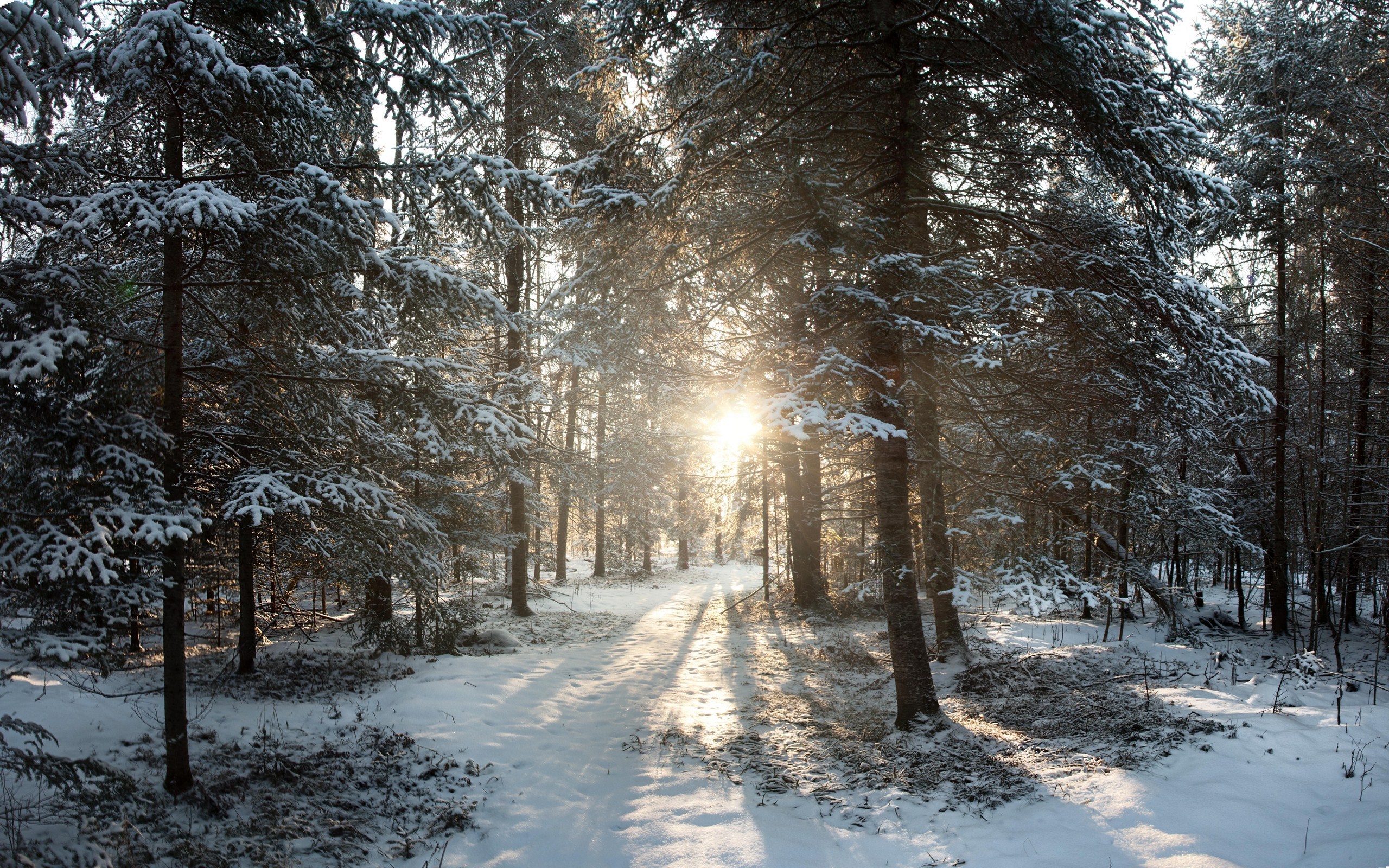 carta da parati del wisconsin,neve,inverno,albero,paesaggio naturale,natura