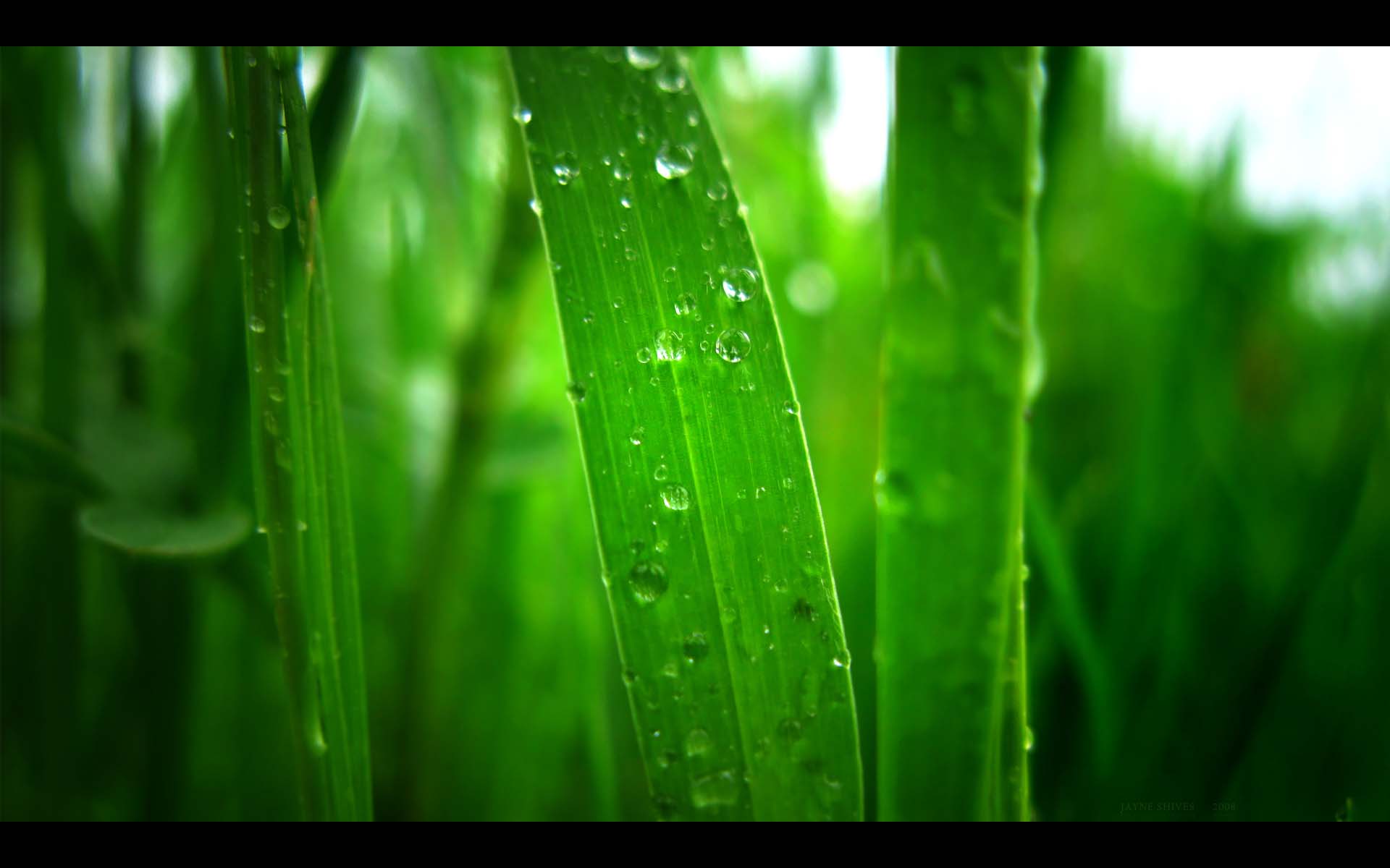 緑のデスクトップの壁紙,緑,水,自然,水分,露