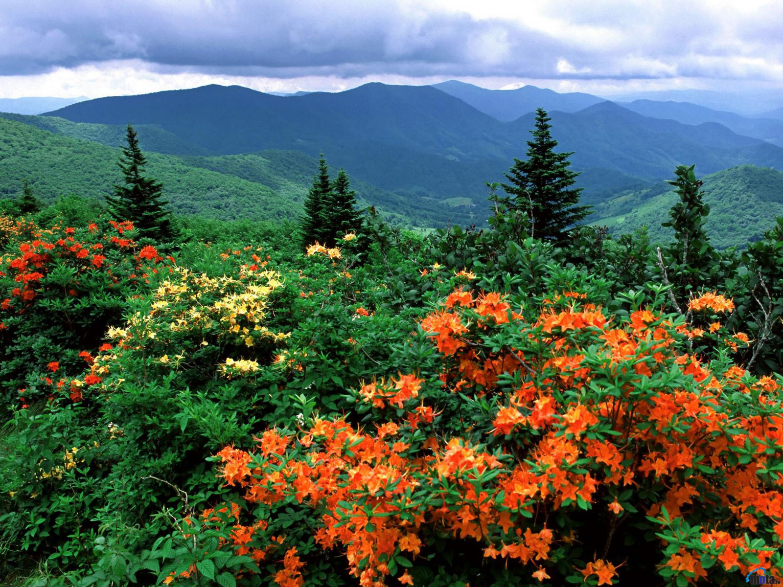 fondo de pantalla de carolina del norte,paisaje natural,flor,naturaleza,planta
