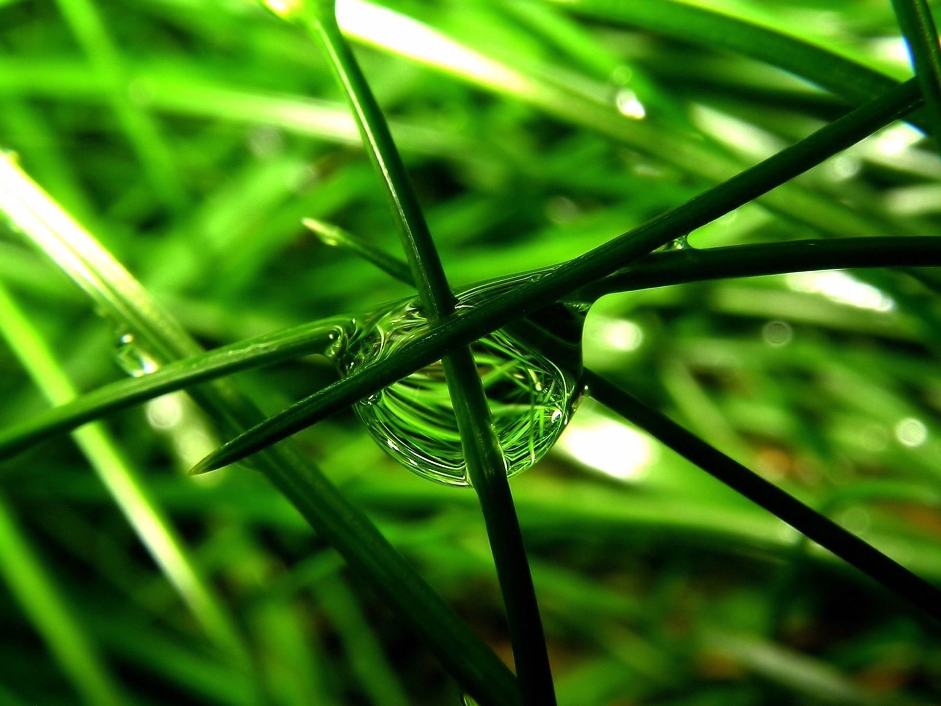 fondo de escritorio verde,agua,hoja,humedad,planta,césped