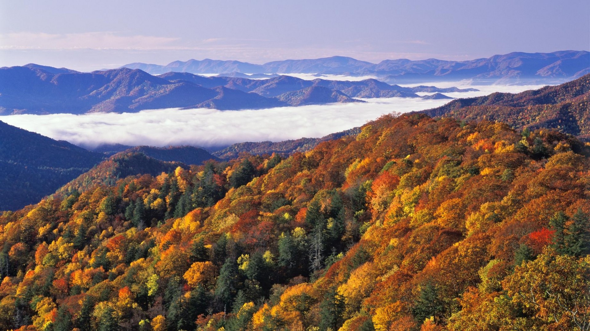 ノースカロライナ州の壁紙,山,自然,自然の風景,葉,海嶺