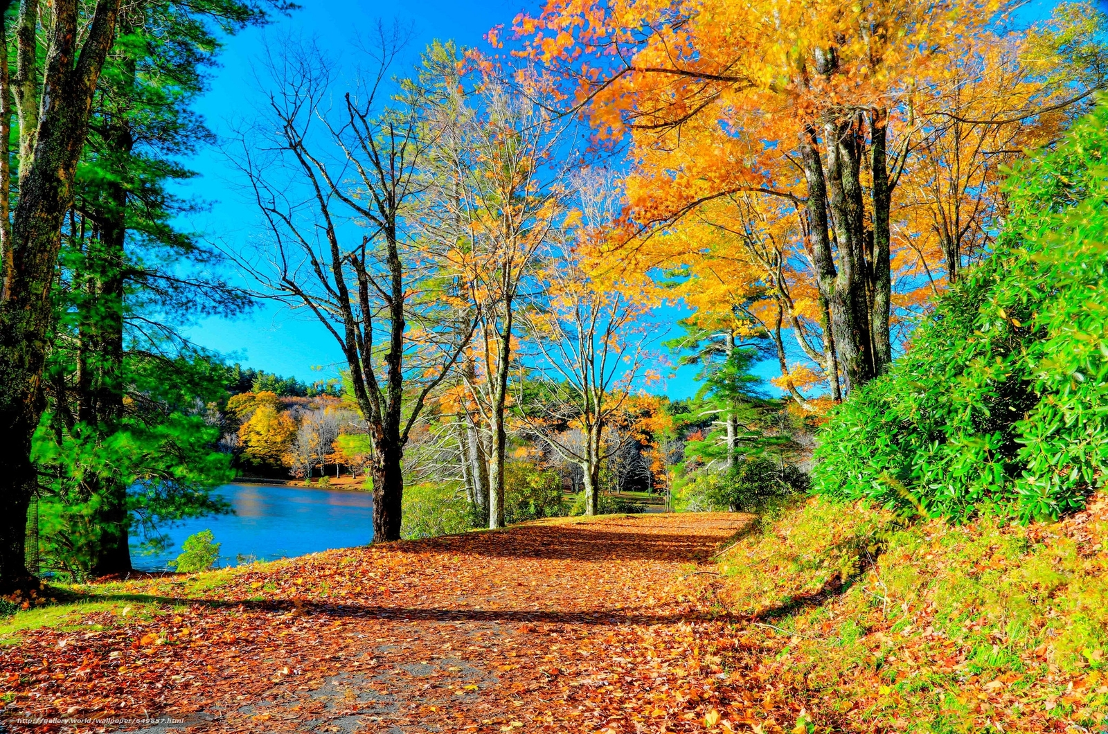 ノースカロライナ州の壁紙,自然の風景,自然,木,葉,秋