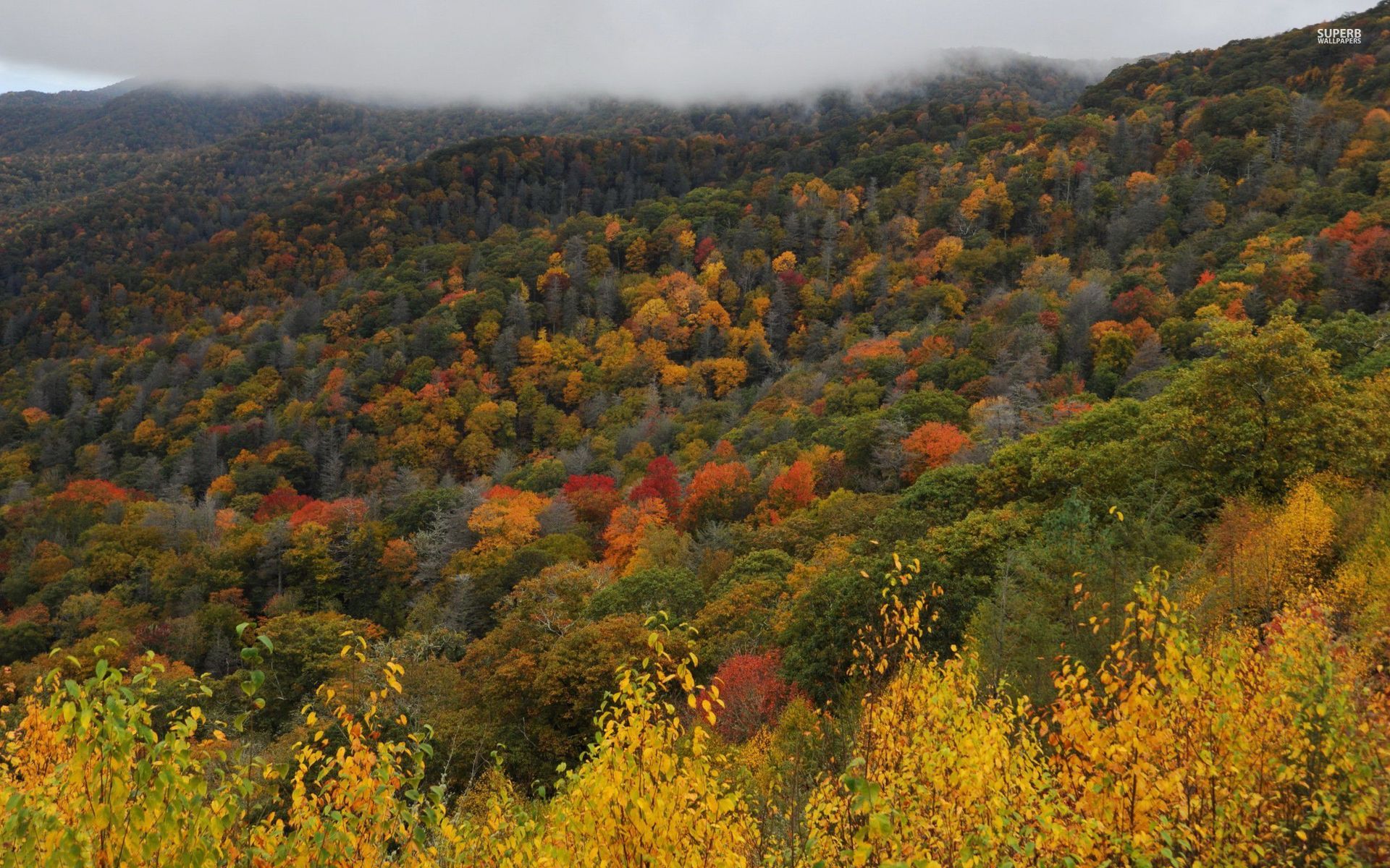 ノースカロライナ州の壁紙,自然,葉,自然の風景,秋,木