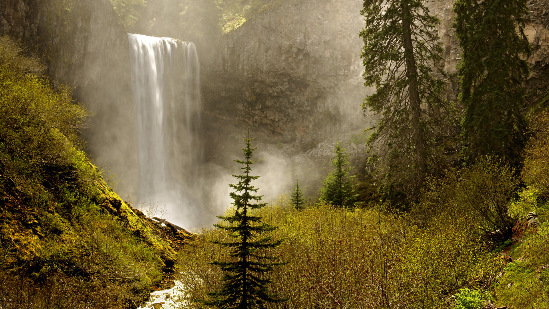 オレゴン壁紙,自然の風景,自然,森林,古い成長林,木