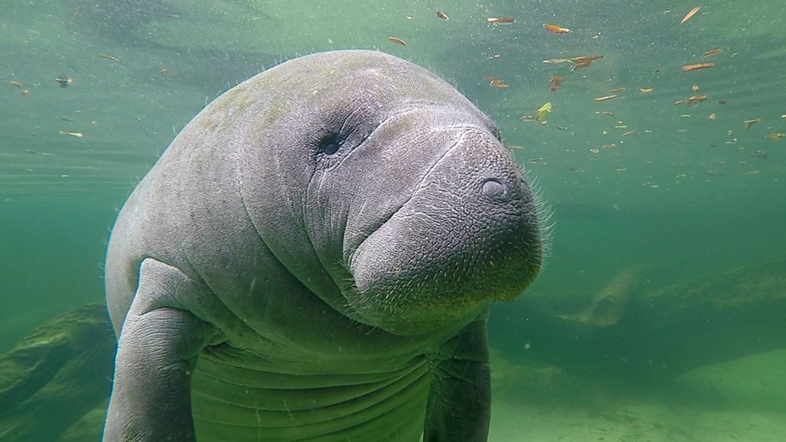 seekuh tapete,seekuh,meeressäugetier,seekühe,dugong,landtier (#833545