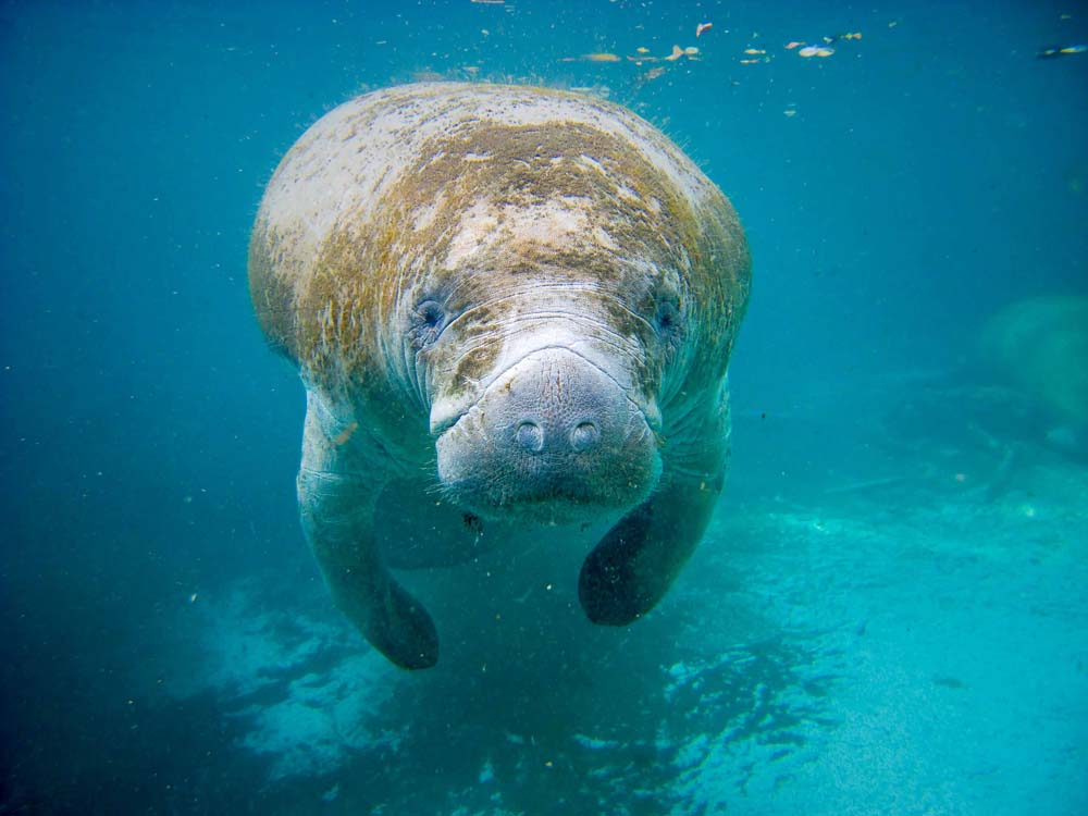 fondo de pantalla de manatí,manatí,mamífero marino,submarino,agua,vacas marinas