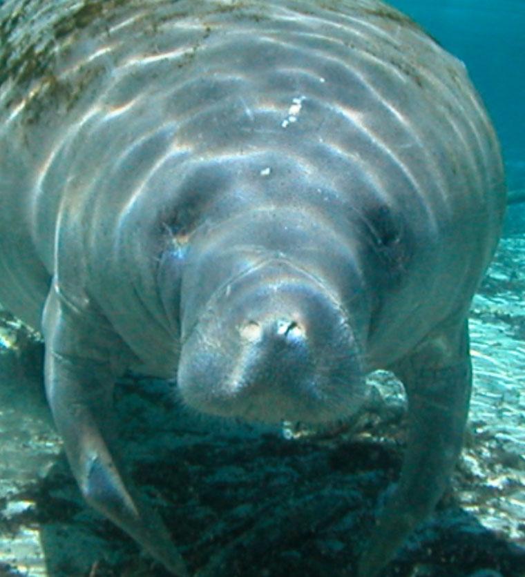 manatee wallpaper,vertebrate,marine biology,terrestrial animal,organism