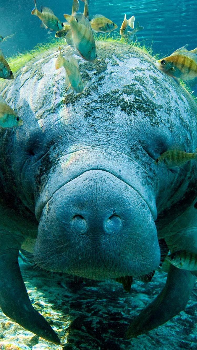 manatee wallpaper,marine biology,manatee,marine mammal,organism,sea cows