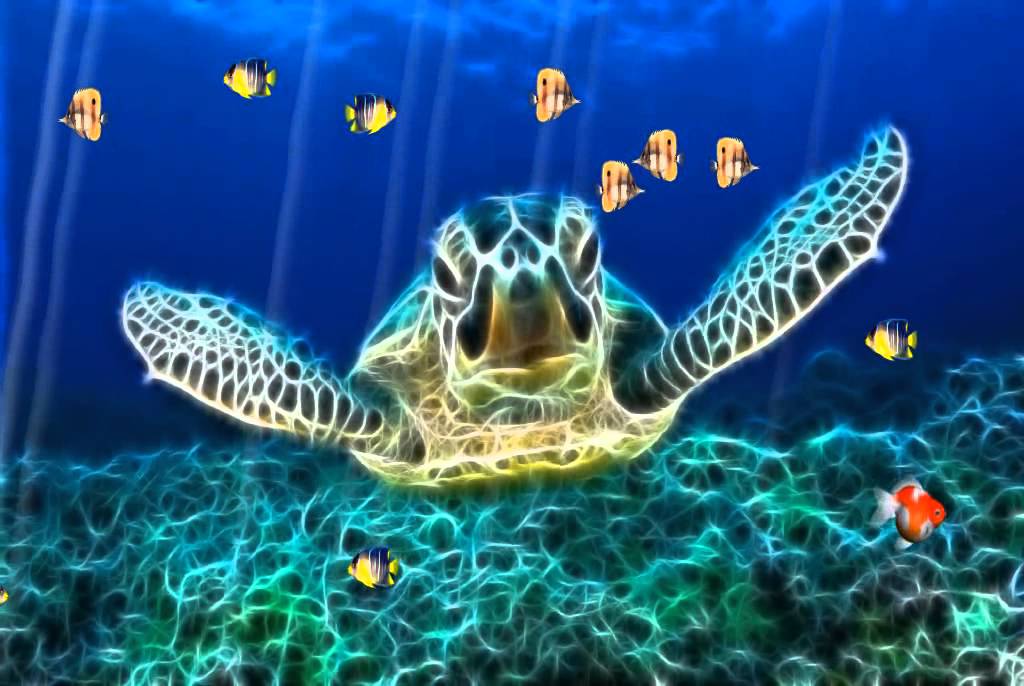 http wallpaper,sea turtle,hawksbill sea turtle,olive ridley sea turtle