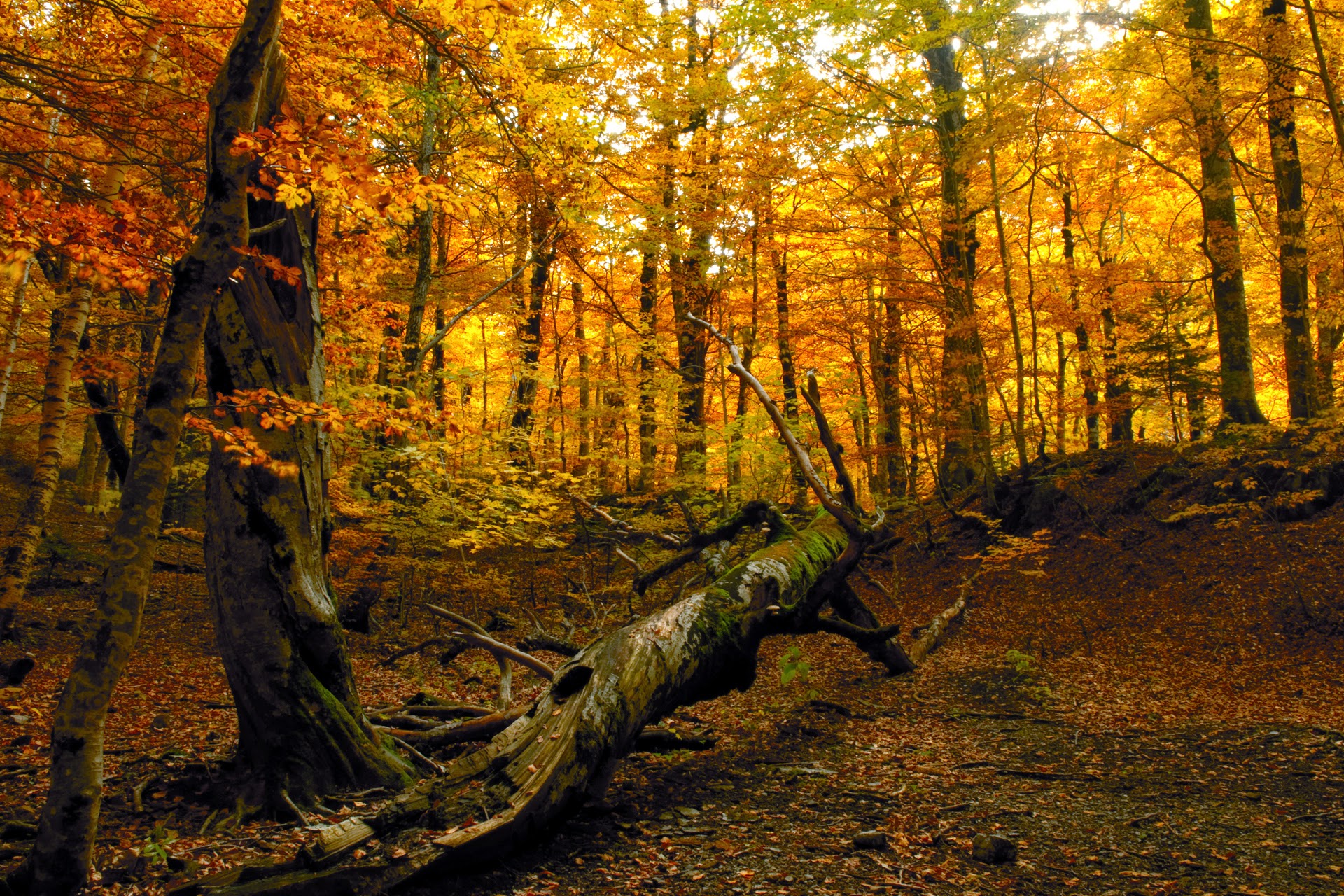 descargar fondos de pantalla descargar fondos de pantalla,árbol,bosque,paisaje natural,naturaleza,bosque