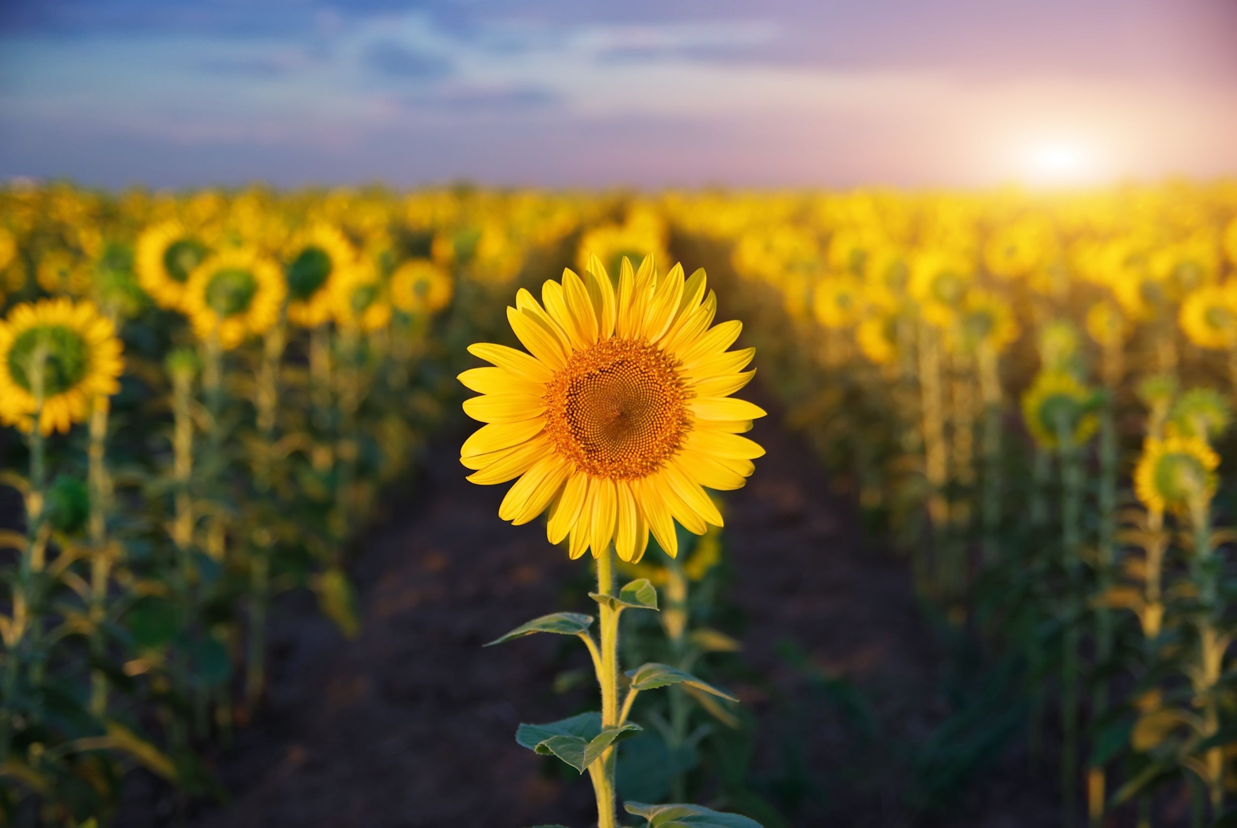 sfondo del desktop download gratuito di widescreen hd,fiore,girasole,pianta fiorita,cielo,giallo