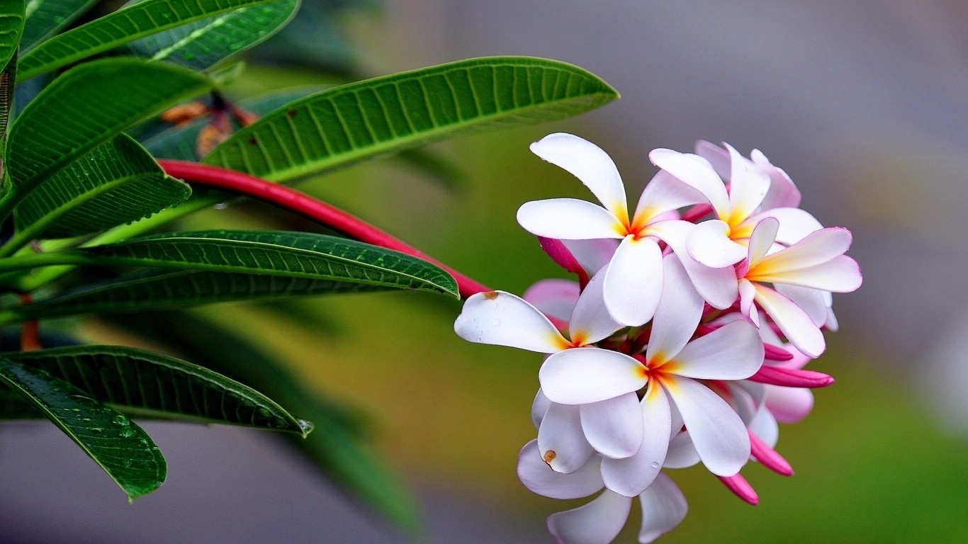 sfondo del desktop download gratuito di widescreen hd,fiore,frangipani,pianta,petalo,pianta fiorita