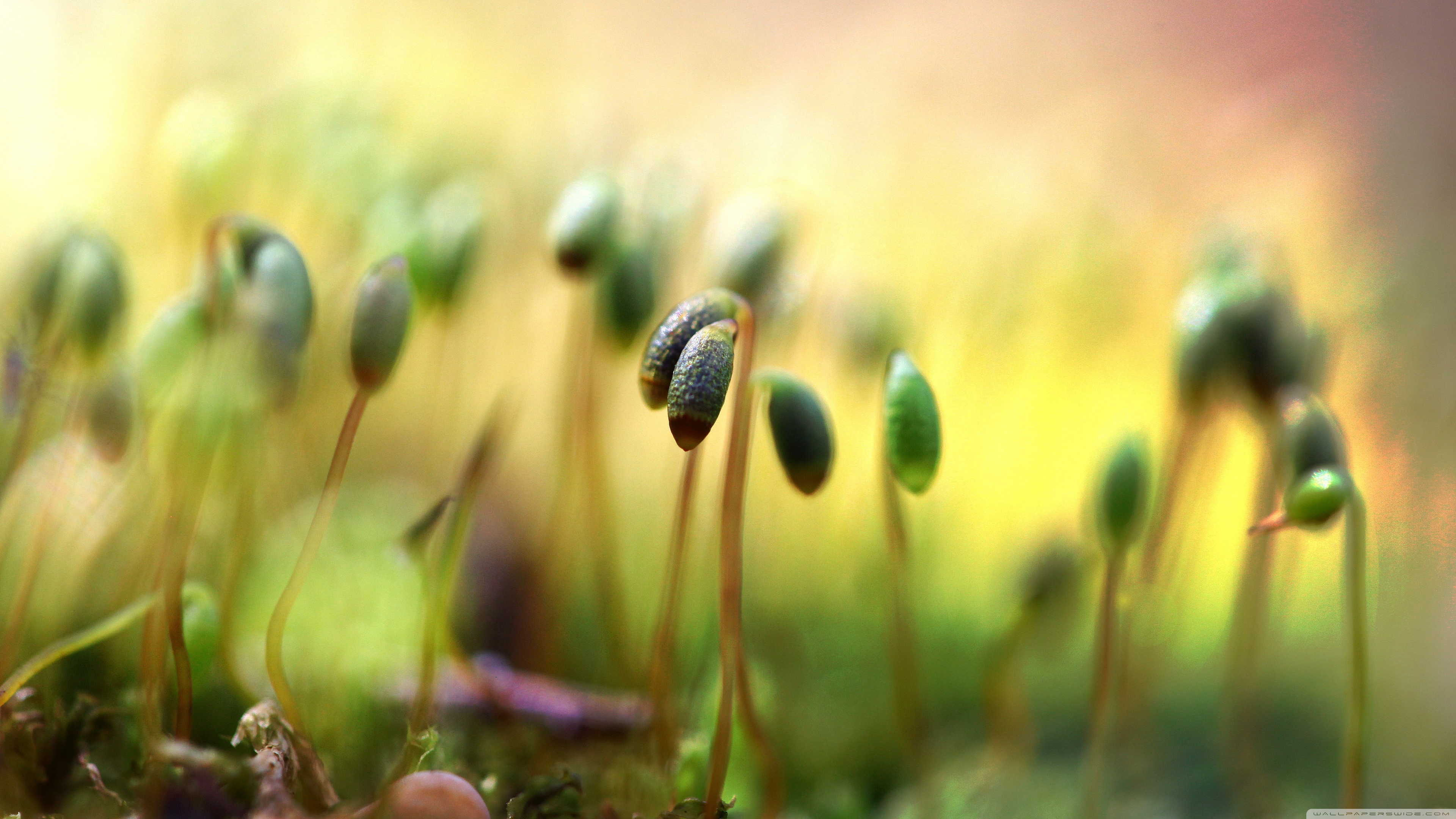 new life wallpaper,nature,green,plant,macro photography,flower