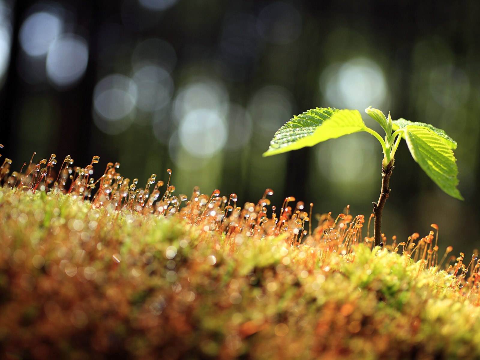 new life wallpaper,leaf,green,nature,natural landscape,vegetation