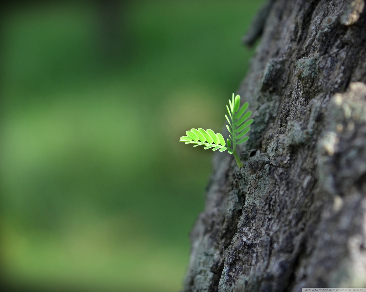 new life wallpaper,green,nature,leaf,plant,tree