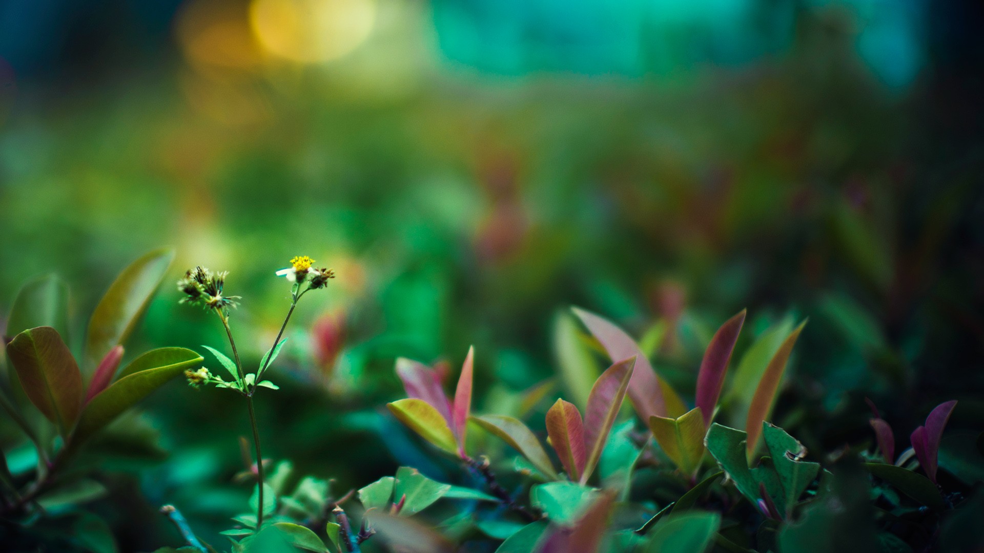 new life wallpaper,nature,green,vegetation,leaf,flower