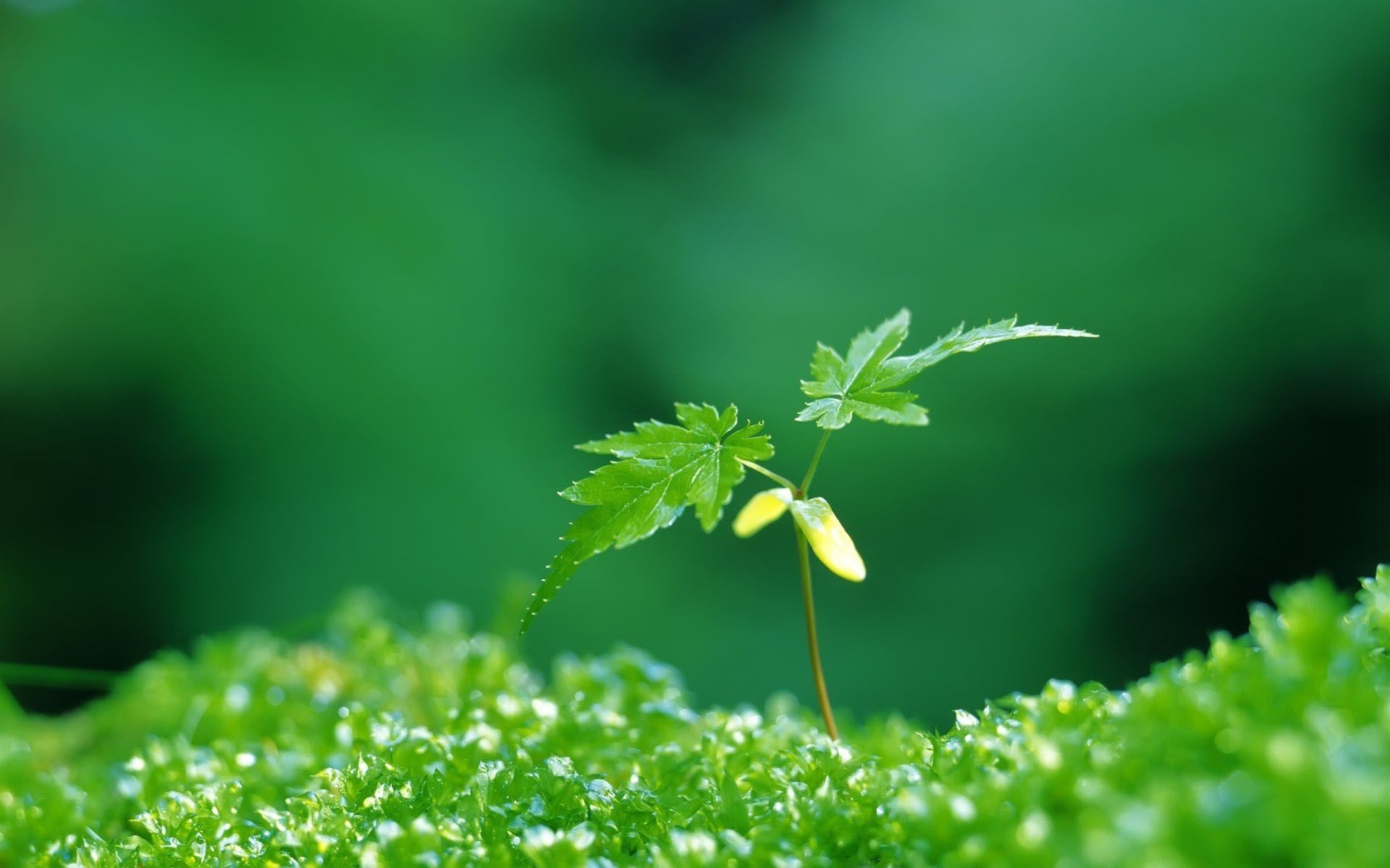 new life wallpaper,green,leaf,nature,flower,plant