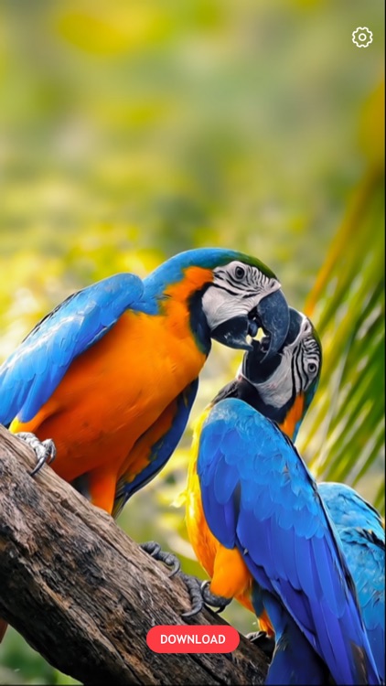 tolle live wallpaper,vogel,ara,papagei,tierwelt