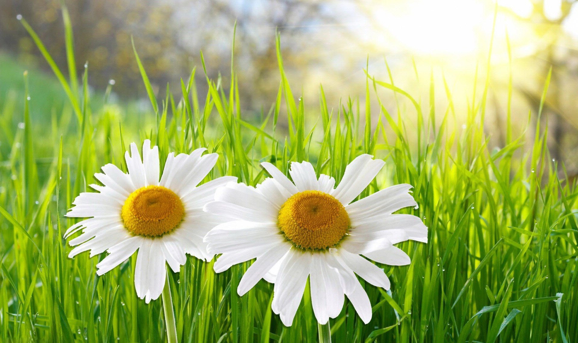 life wallpapers free,daisy,flower,oxeye daisy,mayweed,daisy