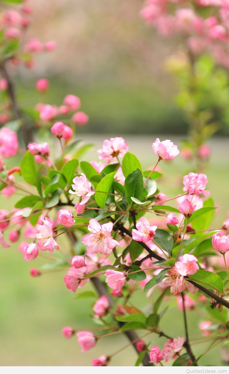 sfondi vita per cellulari,fiore,pianta fiorita,rosa,pianta,primavera