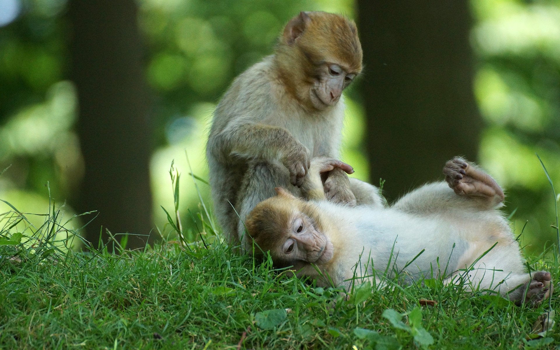 fonds d'écran de la vie pour mobile,macaque,primate,macaque rhésus,faune,herbe