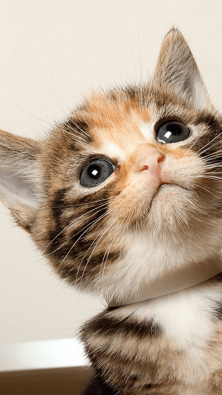 pretty wallpapers for android,cat,mammal,vertebrate,small to medium sized cats,whiskers