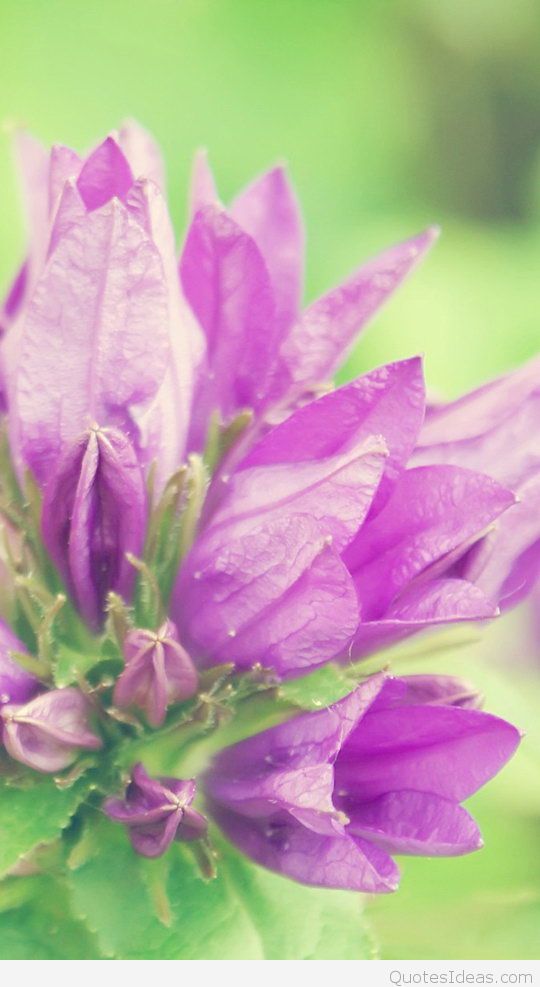 sfondi vita per cellulari,fiore,pianta fiorita,petalo,pianta,viola