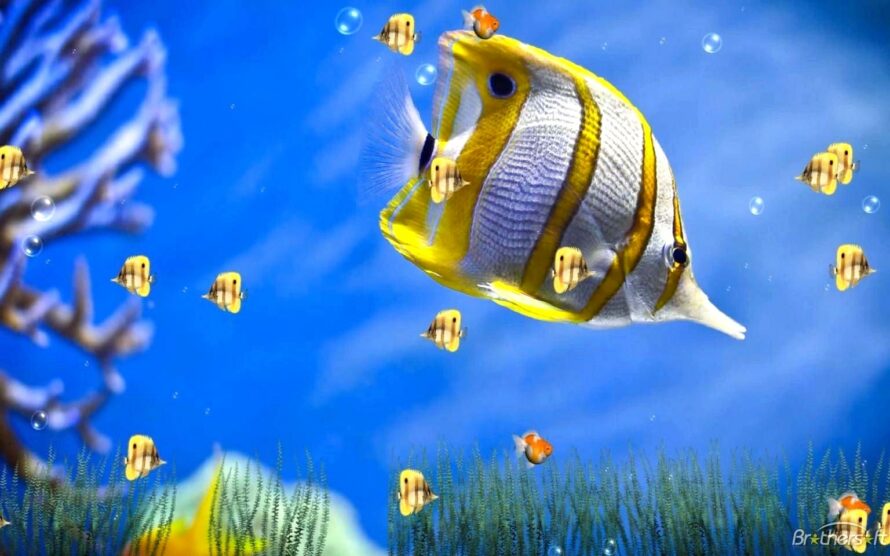 sfondi animati per android,pesce,biologia marina,pesce,subacqueo,pesci di barriera corallina
