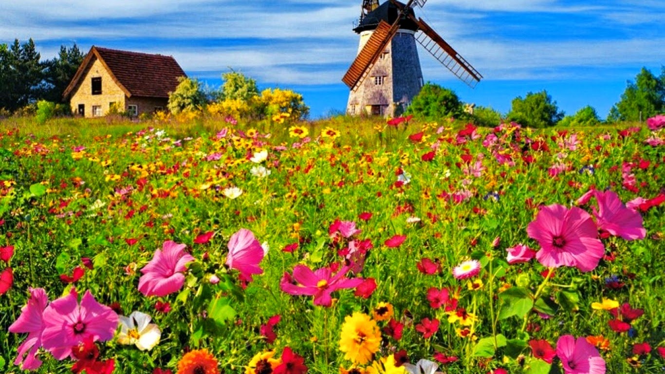 モバイル用の高解像度の壁紙,花,自然の風景,野草,工場,牧草地