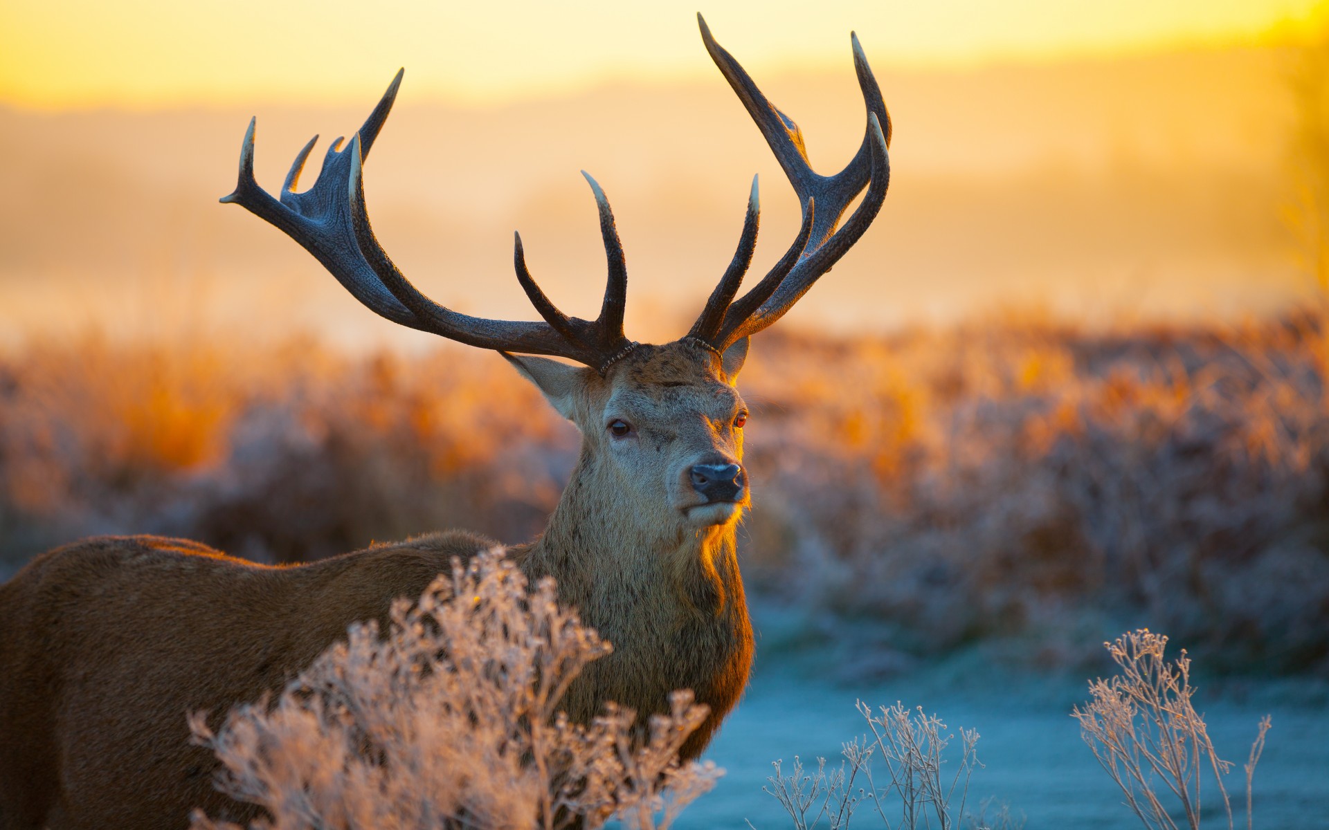 hochauflösende hintergrundbilder für handys,tierwelt,horn,geweih,hirsch,rentier