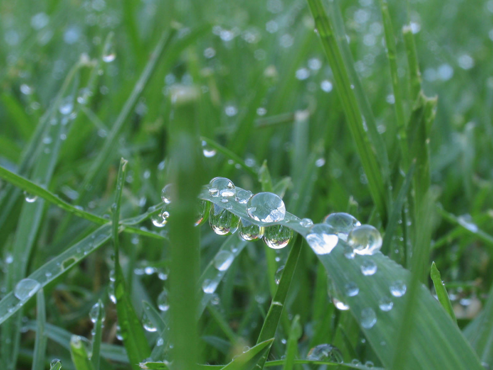 nice live wallpaper,dew,moisture,drop,water,grass