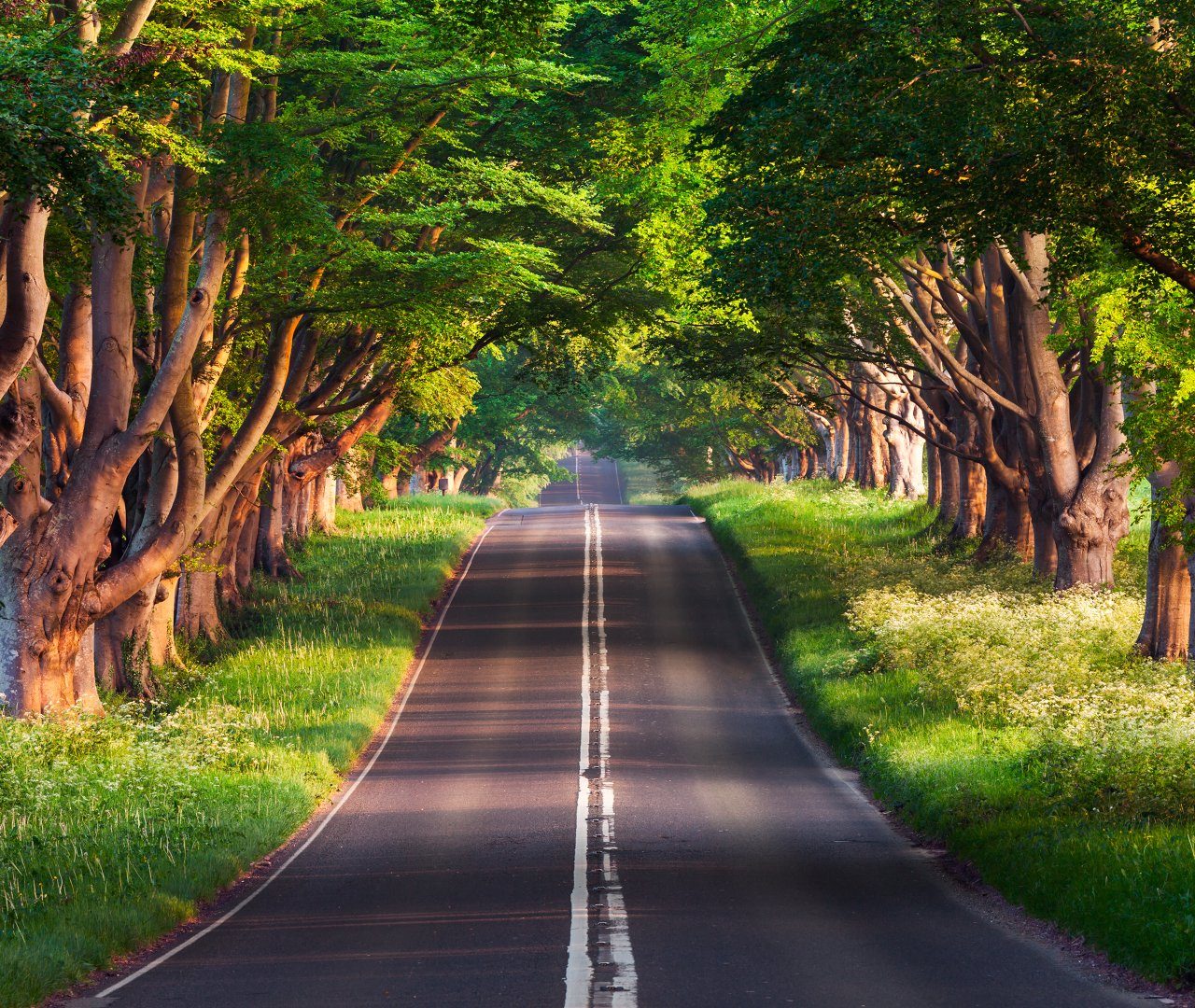 uhdモバイル用壁紙,自然の風景,自然,道路,木,lane