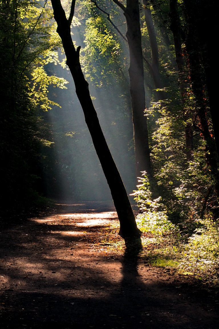 fond d'écran uhd pour mobile,la nature,paysage naturel,arbre,lumière du soleil,forêt