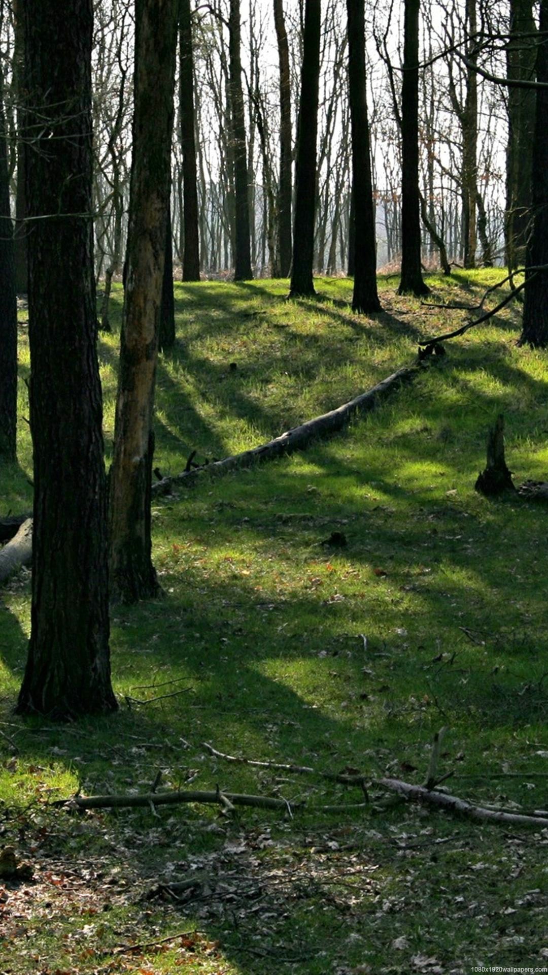 sfondi natura hd per cellulare 1080x1920,paesaggio naturale,albero,bosco,foresta,natura