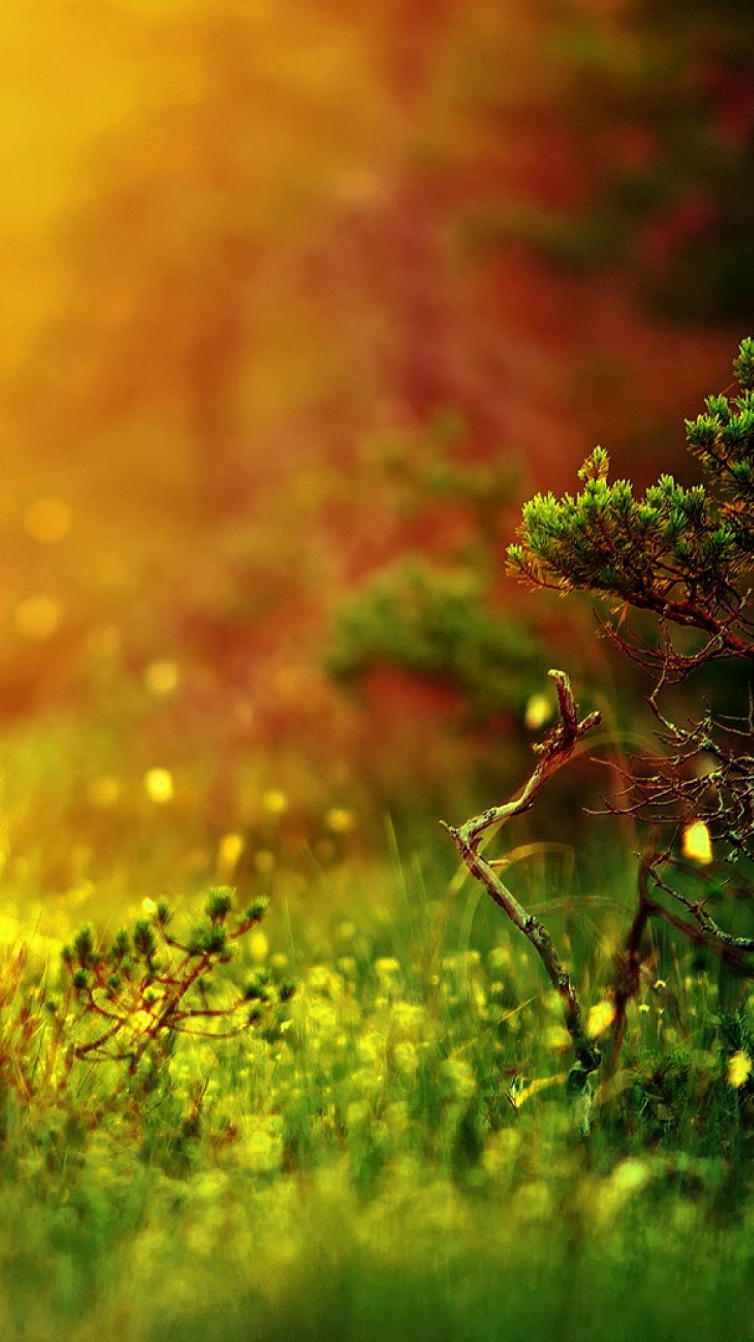 모바일 hd 자연 월페이퍼 1080x1920,자연,자연 경관,초록,노랑,잎